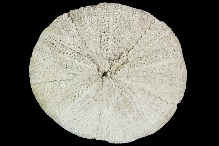Fossil Sand Dollar (Astrodapsis) - California #103637